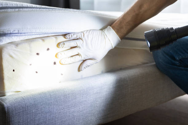 Best Mosquito Control Services  in Mirrormont, WA
