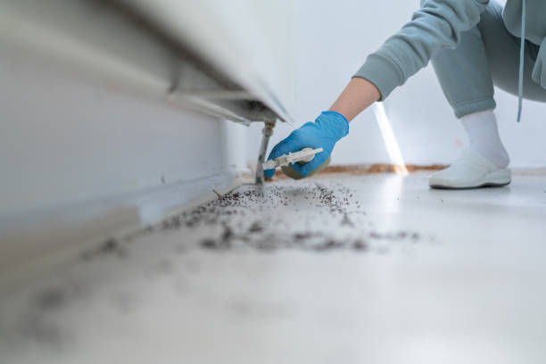 Best Cockroach Control Services  in Mirrormont, WA